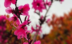 久碰香蕉线视频在线观看视频